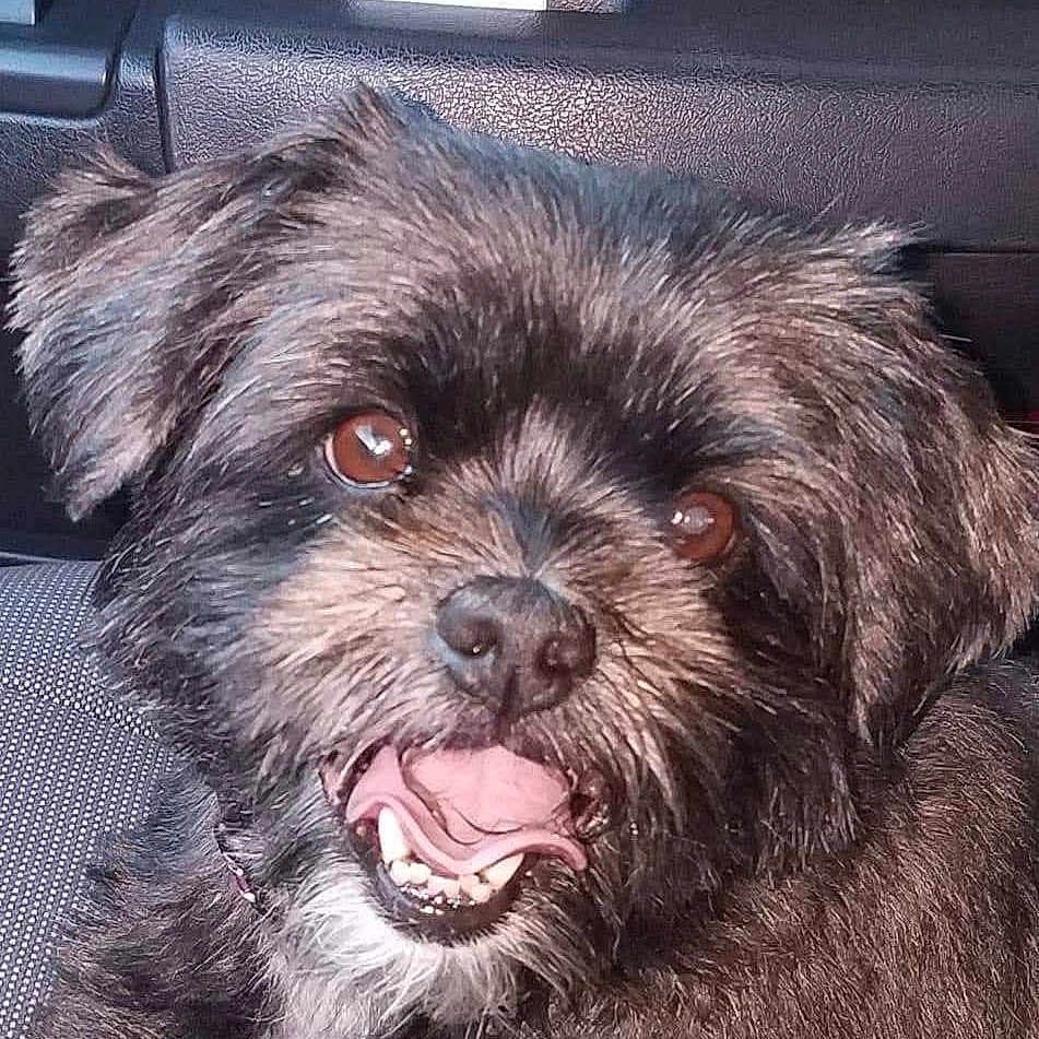 Zoey is registered to the contest to win money with this photo: affenpinscher, animal, bodypart, canine, dog, mouth, person, pet, puppy, teeth, terrier