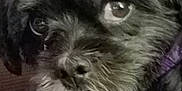 Zoey joined the competition — help win amazing prizes! affenpinscher, animal, canine, cockerspaniel, dog, pet, poodle, puppy, terrier
