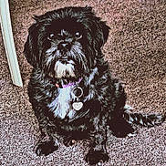 Zoey joined the competition — help win amazing prizes! animal, black_dog, carpet, collar, companion, cute, dog, domestic_animal, floor, fur, furry, household, indoor, paw, pet, portrait, sitting, small_dog, tag, tail