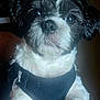 Zippy is registered to the contest to win money with this photo: animal, black_and_white, canine, close_up, companion, cute, dog, domestic_animal, ears, face, fluffy, fur, harness, indoor, looking, pet, portrait, sitting, small_dog, whiskers