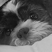 Zippy is registered to the contest to win money with this photo: animal, black_and_white, calm, close_up, companion, cute, dog, face, fluffy, fur, indoor, nose, pet, portrait, relaxed, resting, sleepy, soft, texture, whiskers
