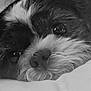 animal, black_and_white, calm, close_up, companion, cute, dog, face, fluffy, fur, indoor, nose, pet, portrait, relaxed, resting, sleepy, soft, texture, whiskers