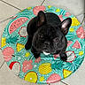 Ultor participe au concours pour gagner de l'argent avec cette photo : animal, art, bostonbull, boxer, bulldog, canine, dog, dogbed, frenchbulldog, furniture, homedecor, pet, pitbull, puppy, rug, saucer, table, tabletop, tile, whitedog