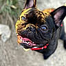 animal, bright_eyes, canine, close_up, collar, cute, dog, ears, french_bulldog, fur, happy, looking_up, muzzle, outdoor, pet, portrait, reflection, smiling, sunlight, tongue_out