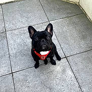 Ultor a rejoint le concours — aidez-le/la à gagner de superbes lots ! animal, black_dog, canine, companion, curious, cute, dog, domestic_animal, floor, foot, french_bulldog, harness, looking_up, outdoor, paw, pet, red_harness, sitting, small_dog, tile_floor
