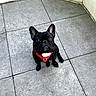 animal, black_dog, canine, companion, curious, cute, dog, domestic_animal, floor, foot, french_bulldog, harness, looking_up, outdoor, paw, pet, red_harness, sitting, small_dog, tile_floor