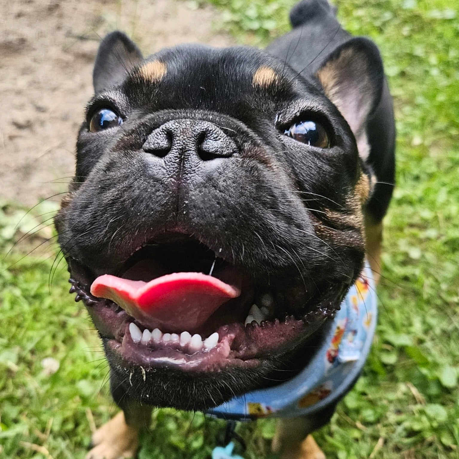 Cash is registered to the contest to win money with this photo: animal, backyard, bodypart, boxer, bulldog, canine, dog, frenchbulldog, grass, mouth, person, pet, pitbull, plant, pug, puppy, soil, teeth, tongue, whitedog