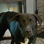 Bear joined the competition — help win amazing prizes! dog, black_dog, white_patch, indoor, carpet, wooden_table, dog_crate, pet, animal, canine, floor, furniture, domestic, looking_at_camera, standing, ears, collar, household, room, curious