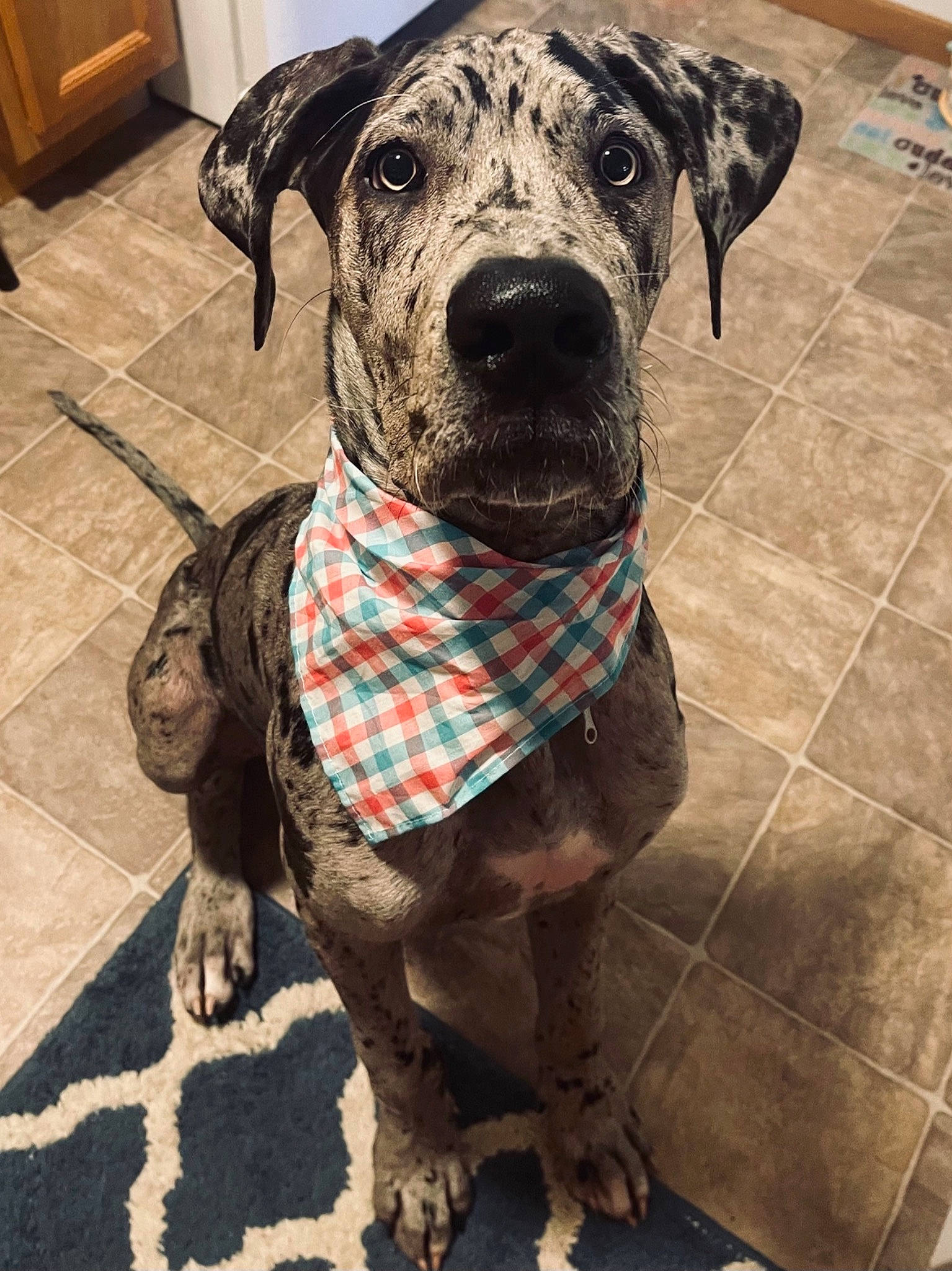 Kooper joined the competition — help win amazing prizes! cabinetry, carnivore, collar, companion_dog, dog, dog_breed, dog_collar, dog_supply, fawn, flooring, fur, hardwood, leash, liver, pattern, pet_supply, snout, sporting_group, whiskers, working_animal