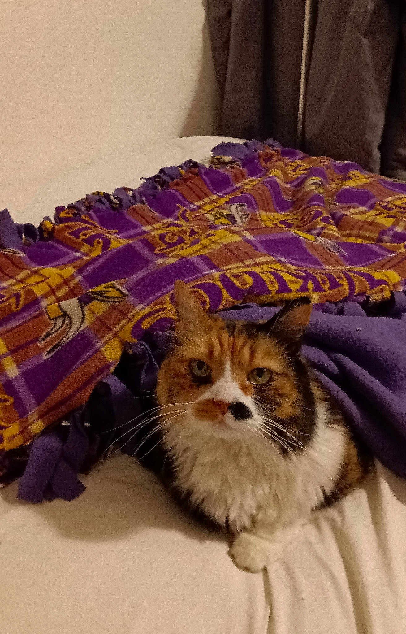 Kc is registered to the contest to win money with this photo: bed, bedding, blanket, canidae, carnivore, cat, comfort, companion_dog, domestic_short_haired_cat, fawn, felidae, fur, linens, pattern, small_to_medium_sized_cats, tail, terrestrial_animal, whiskers