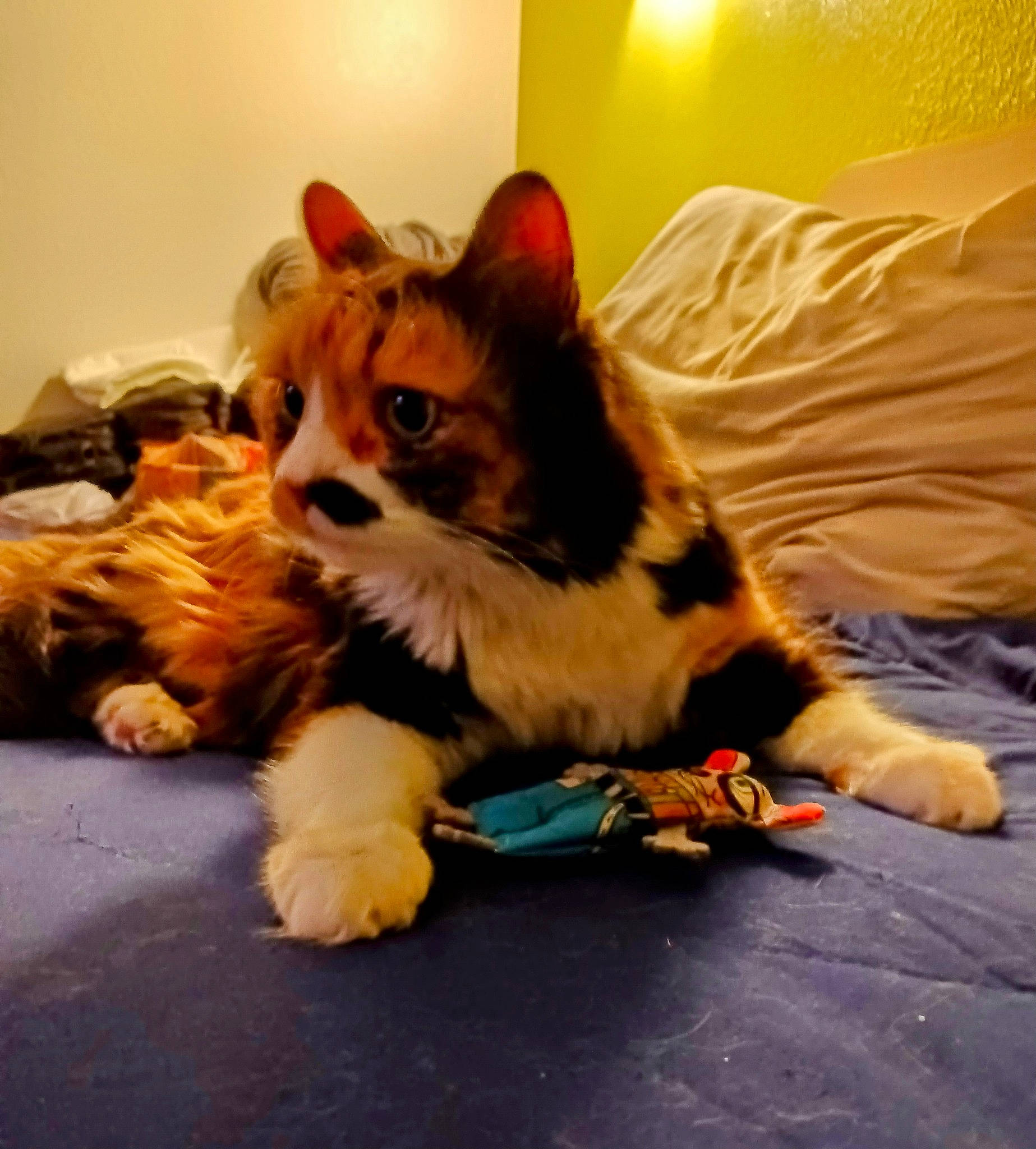 Kc joined the competition — help win amazing prizes! bed, carnivore, cat, claw, comfort, companion_dog, dog_breed, domestic_short_haired_cat, felidae, flooring, fur, paw, photo_caption, room, small_to_medium_sized_cats, snout, tail, terrestrial_animal, toy, whiskers