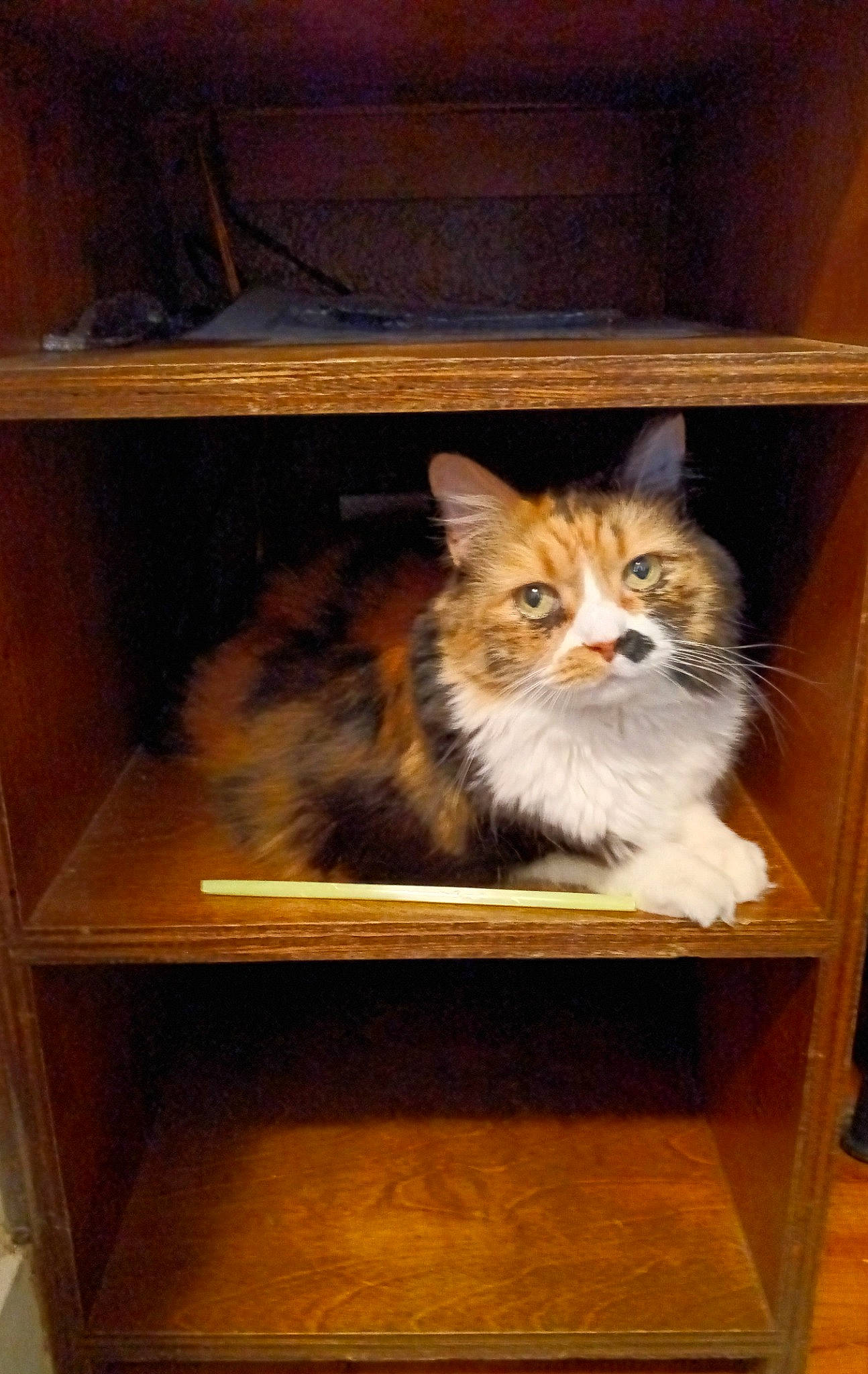 Kc is registered to the contest to win money with this photo: box, carnivore, cat, cat_supply, companion_dog, display_case, fawn, felidae, fur, hardwood, publication, room, shelf, shelving, small_to_medium_sized_cats, tail, terrestrial_animal, whiskers, window, wood