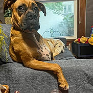 Zoe is registered to the contest to win money with this photo: animal, basket, brown_dog, couch, cozy, curtains, dog, domestic, furniture, glass_jar, home, indoor, light_dog, living_room, paw, pet, plush_toys, relaxed, resting, window