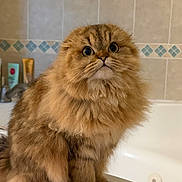 Bonnibelle joined the competition — help win amazing prizes! animal, bathroom, bathtub, cat, curious, cute, domestic, feline, fluffy, fur, indoor, mammal, orange, pet, pet_care, portrait, sitting, tabby, whiskers, wide_eyes
