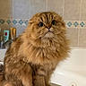 animal, bathroom, bathtub, cat, curious, cute, domestic, feline, fluffy, fur, indoor, mammal, orange, pet, pet_care, portrait, sitting, tabby, whiskers, wide_eyes