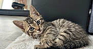 Bobby participe au concours pour gagner de l'argent avec cette photo : animal, cat, cozy, curious, ears, eyes, feline, floor, fluffy_rug, fur, furniture, home, indoor, kitten, natural_light, pet, relaxed, tabby, whiskers, young_animal