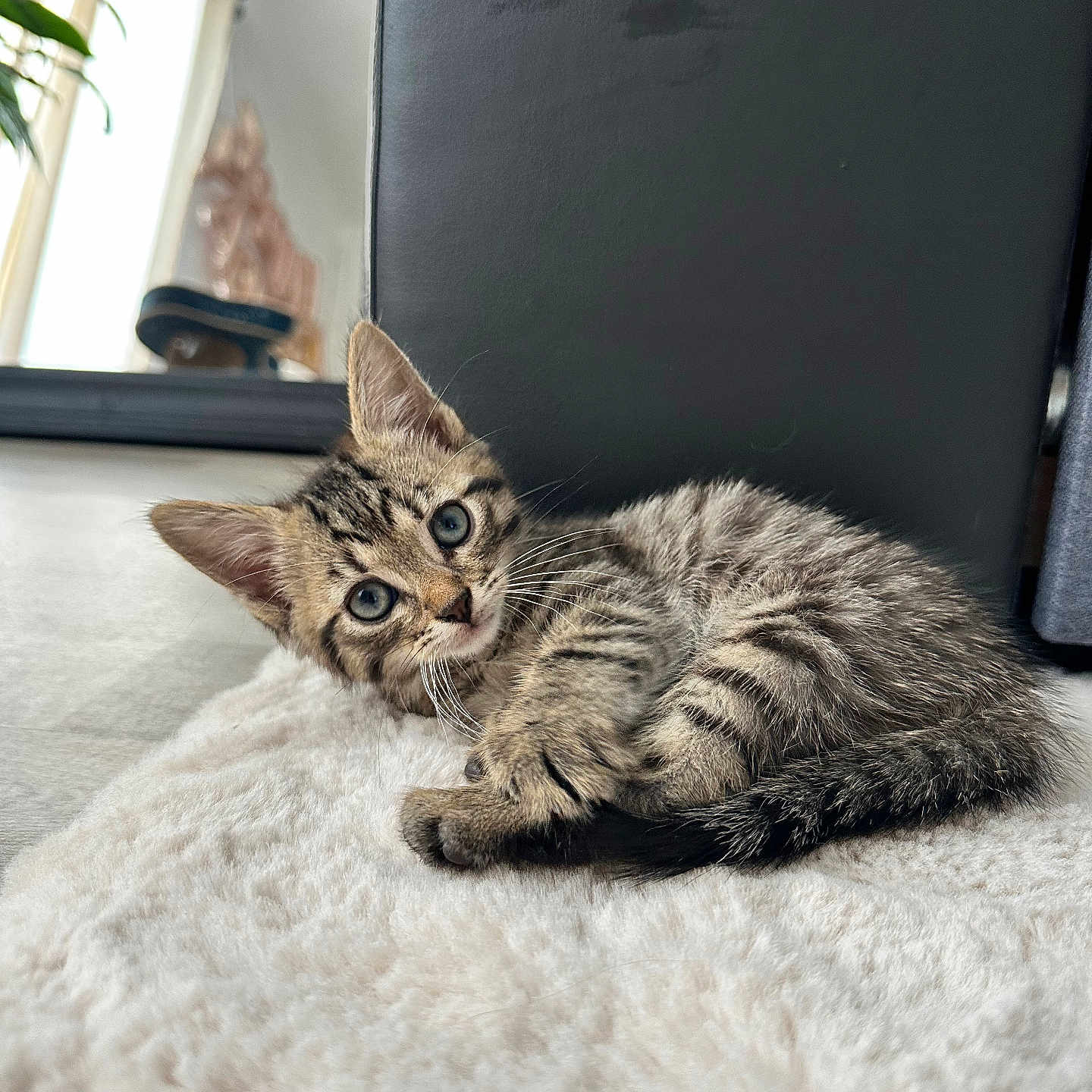 Bobby participe au concours pour gagner de l'argent avec cette photo : kitten, cat, tabby, feline, pet, indoor, fluffy_rug, curious, young_animal, fur, whiskers, ears, eyes, floor, home, natural_light, furniture, cozy, relaxed, animal