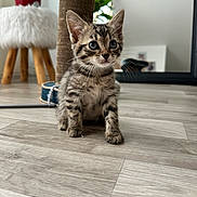 Bobby a rejoint le concours — aidez-le/la à gagner de superbes lots ! kitten, tabby, cat, indoor, floor, scratching_post, plant, stool, furniture, wood_floor, pet, young_animal, curious, fur, whiskers, ears, small, domestic_animal, cute, animal