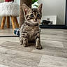 kitten, tabby, cat, indoor, floor, scratching_post, plant, stool, furniture, wood_floor, pet, young_animal, curious, fur, whiskers, ears, small, domestic_animal, cute, animal
