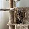 Bobby participe au concours pour gagner de l'argent avec cette photo : kitten, cat, tabby, cat_tree, pet, animal, indoor, curious, blue_eyes, feline, young, cute, fur, whiskers, ears, playful, soft, cozy, looking, sitting