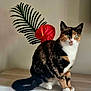 cat, calico_cat, indoor, plant, flower, leaf, wooden_surface, sitting, pet, feline, green, red, nature, animal, fur, whiskers, eyes, portrait, calm, domestic_animal