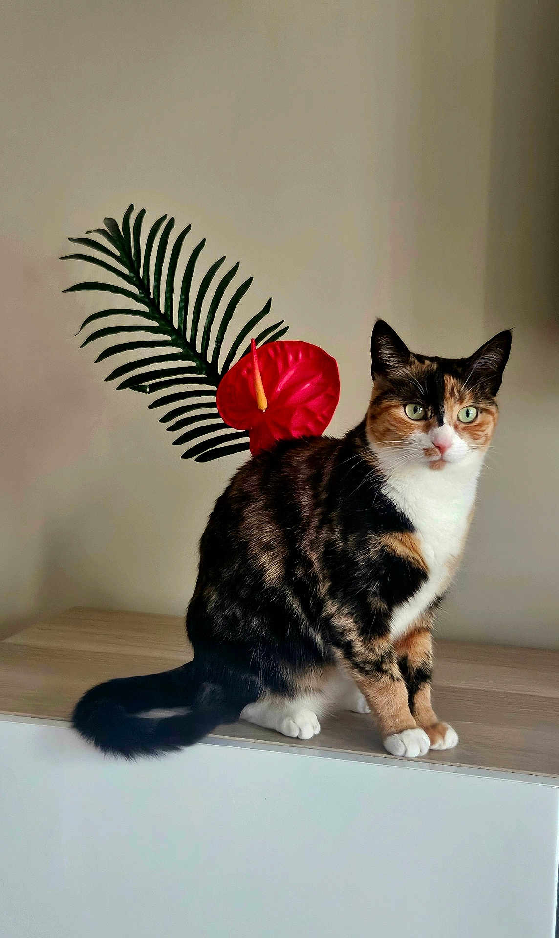 Vahine participe au concours pour gagner de l'argent avec cette photo : cat, calico_cat, indoor, plant, flower, leaf, wooden_surface, sitting, pet, feline, green, red, nature, animal, fur, whiskers, eyes, portrait, calm, domestic_animal