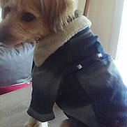 Scooty participe au concours pour gagner de l'argent avec cette photo : dog, jacket, fleece_collar, indoor, wooden_table, pet, fur, animal, canine, coat, side_view, domestic, companion, blurred, soft_focus, light, window, background, tabletop, furniture