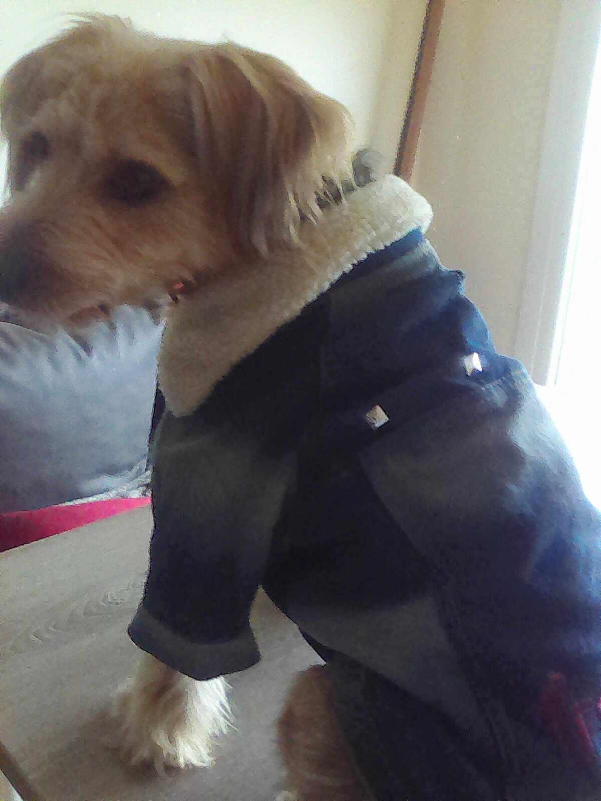 Scooty participe au concours pour gagner de l'argent avec cette photo : dog, jacket, fleece_collar, indoor, wooden_table, pet, fur, animal, canine, coat, side_view, domestic, companion, blurred, soft_focus, light, window, background, tabletop, furniture