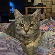 Iris a rejoint le concours — aidez-le/la à gagner de superbes lots ! cat, tabby_cat, pet, indoor, blanket, patterned_blanket, furniture, television, speaker, stone_wall, table, electronics, home, relaxed, animal, mammal, face, ears, whiskers, eyes