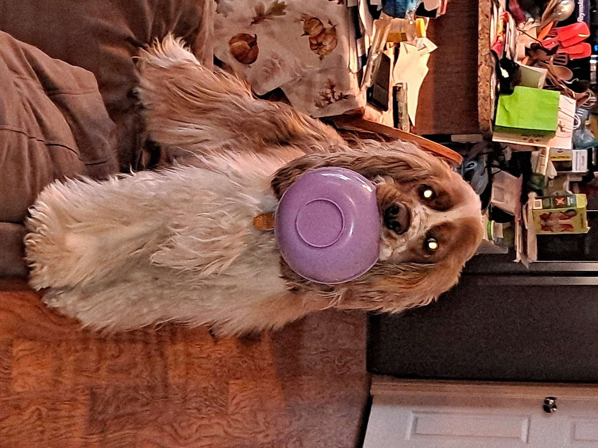 Gatsby joined the competition — help win amazing prizes! auto_part, bag, costume, door, event, eyewear, fashion_accessory, feather, fur, headgear, mask, metal, motor_vehicle, personal_protective_equipment, plush, selfie, stuffed_toy, toy, visual_arts, wood