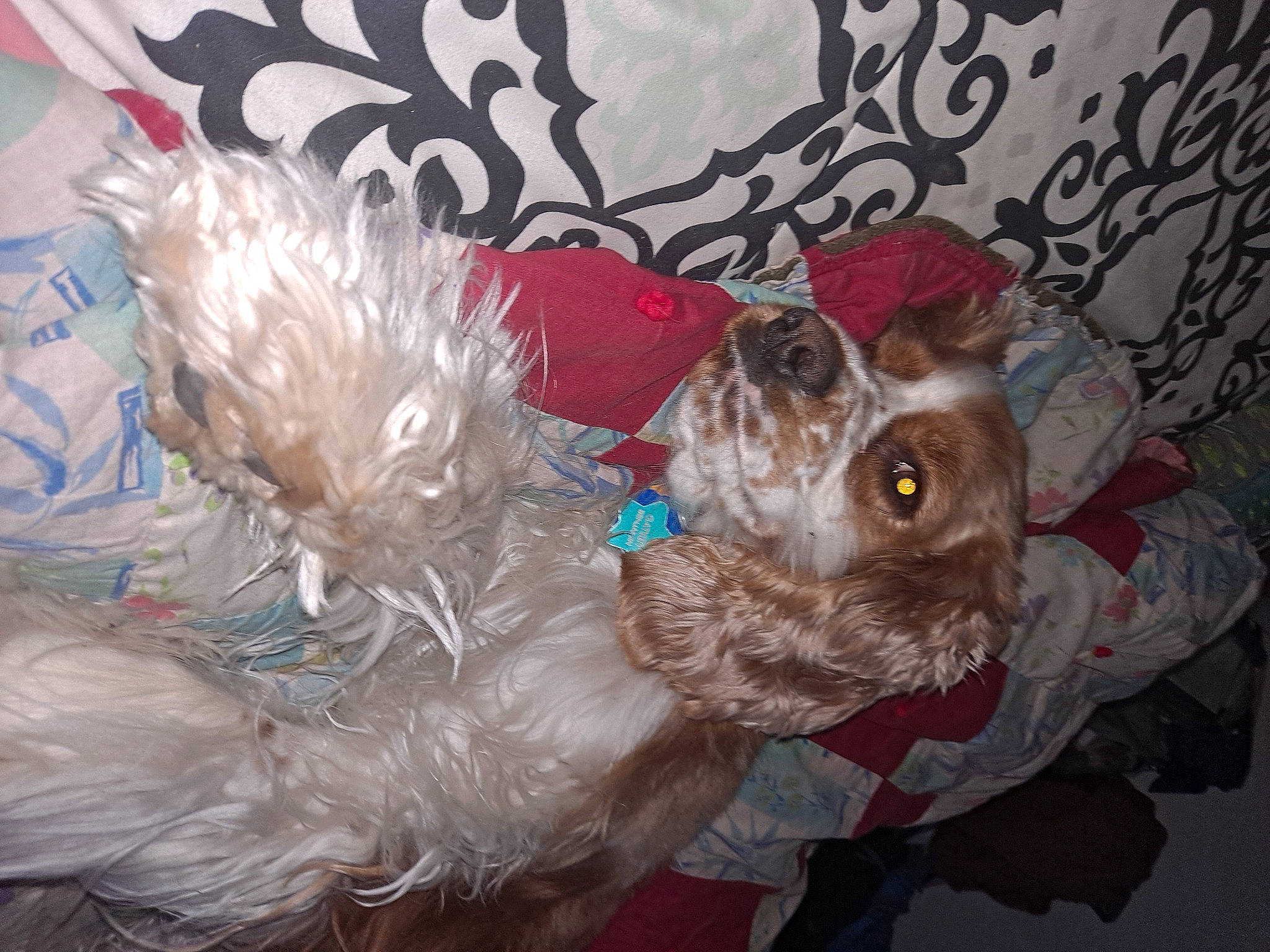 Gatsby joined the competition — help win amazing prizes! canidae, carnivore, collar, companion_dog, dog, dog_breed, dog_clothes, dog_supply, fawn, felidae, fur, liver, pet_supply, snout, sporting_group, stuffed_toy, tail, toy_dog, whiskers, working_animal