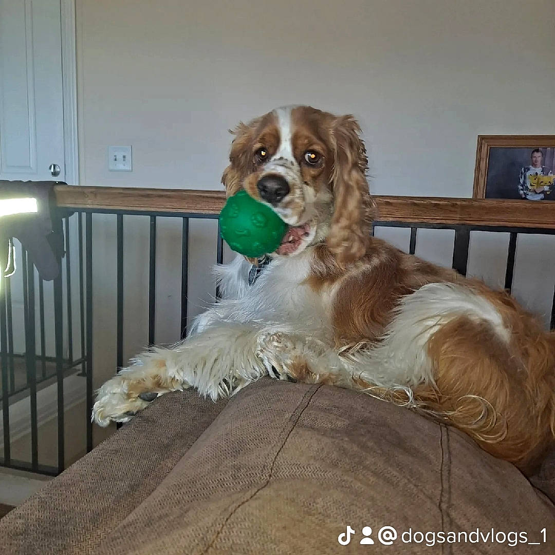 Gatsby joined the competition — help win amazing prizes! art, canidae, carnivore, chair, cocker_spaniel, companion_dog, dog, dog_breed, dog_supply, door, fawn, fence, fur, gun_dog, liver, snout, spaniel, sporting_group, wood, working_animal