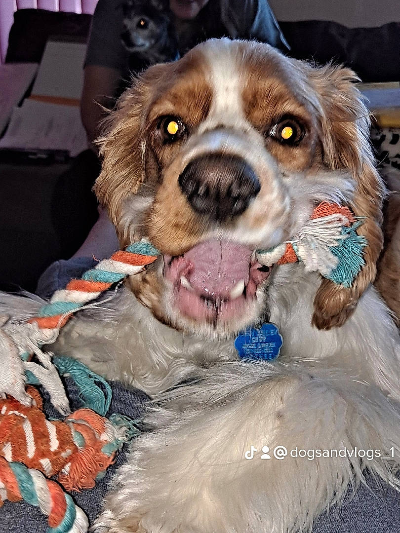 Gatsby joined the competition — help win amazing prizes! canidae, carnivore, collar, companion_dog, dog, dog_breed, dog_collar, event, fur, gun_dog, liver, snout, spaniel, sporting_group, working_animal, working_dog