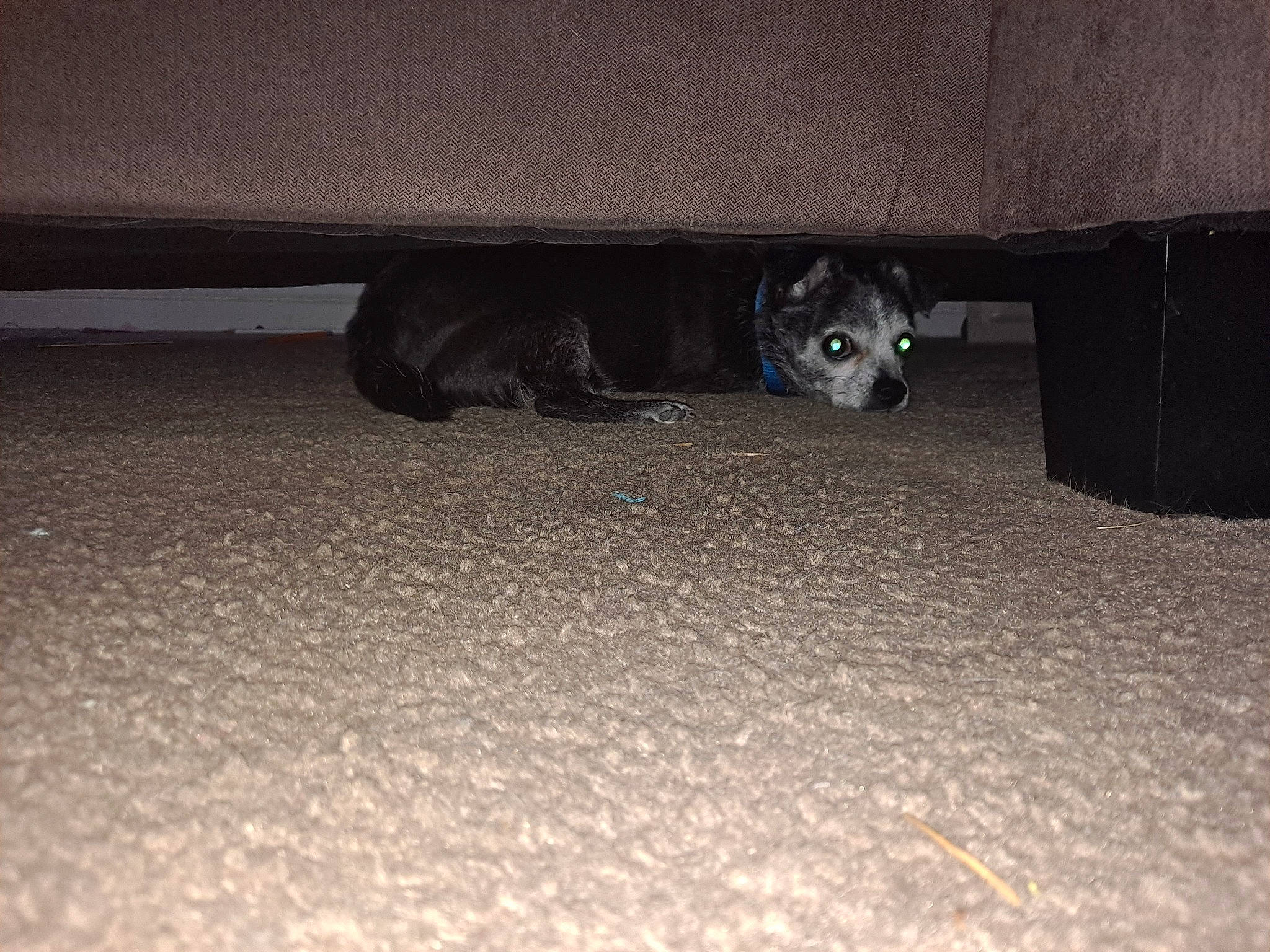 Flynn Rider joined the competition — help win amazing prizes! asphalt, automotive_tire, canidae, carnivore, comfort, companion_dog, darkness, dog, dog_breed, floor, flooring, fur, grey, hardwood, road_surface, snout, sporting_group, tints_and_shades, wood, working_animal