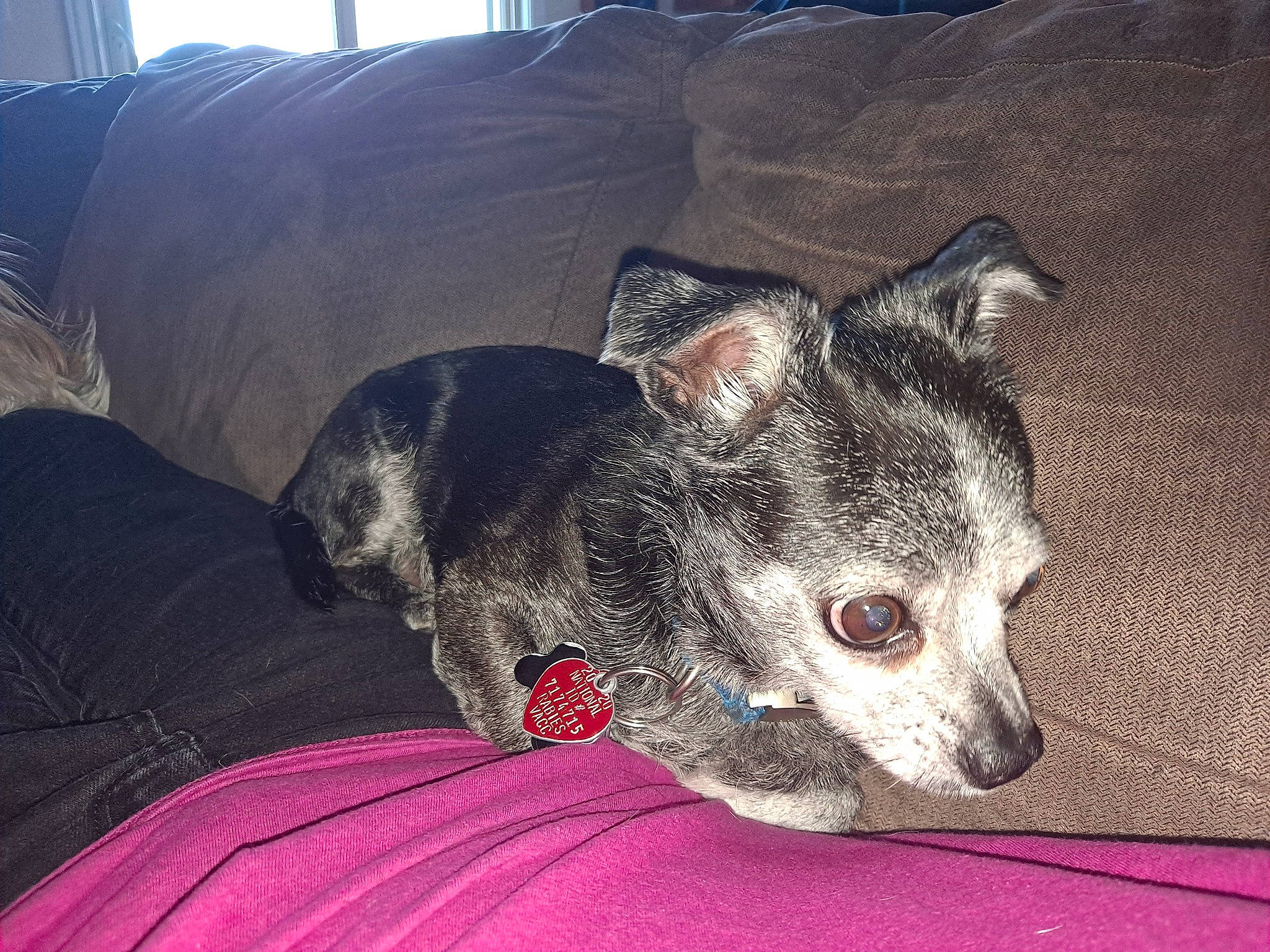 Flynn Rider joined the competition — help win amazing prizes! australian_cattle_dog, canidae, carnivore, comfort, companion_dog, couch, dog, dog_breed, dog_supply, ear, fawn, fur, grey, koolie, non_sporting_group, paw, snout, sporting_group, terrestrial_animal, whiskers