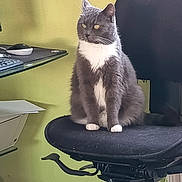 Maze participe au concours pour gagner de l'argent avec cette photo : animal, calm, cat, chair, computer_mouse, domestic_animal, feline, fur, glass_desk, gray_cat, green_wall, home_office, indoor, keyboard, looking_away, office_chair, pet, side_view, sitting, white_paws