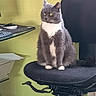 animal, calm, cat, chair, computer_mouse, domestic_animal, feline, fur, glass_desk, gray_cat, green_wall, home_office, indoor, keyboard, looking_away, office_chair, pet, side_view, sitting, white_paws