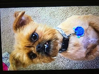 Little Bit joined the competition — help win amazing prizes! canidae, carnivore, collar, companion_dog, dog, dog_breed, dog_collar, dog_supply, fawn, fur, paw, pet_supply, small_terrier, snout, sporting_group, toy, toy_dog, whiskers, working_animal, yorkipoo