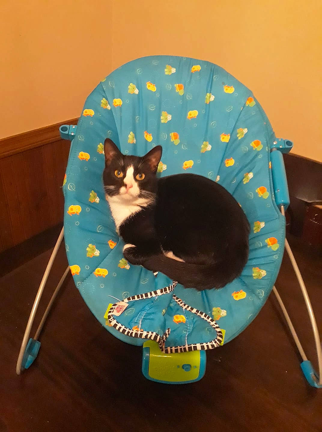 Felix joined the competition — help win amazing prizes! black_cat, carnivore, cat, cat_bed, felidae, kitten, small_to_medium_sized_cats, tail, whiskers