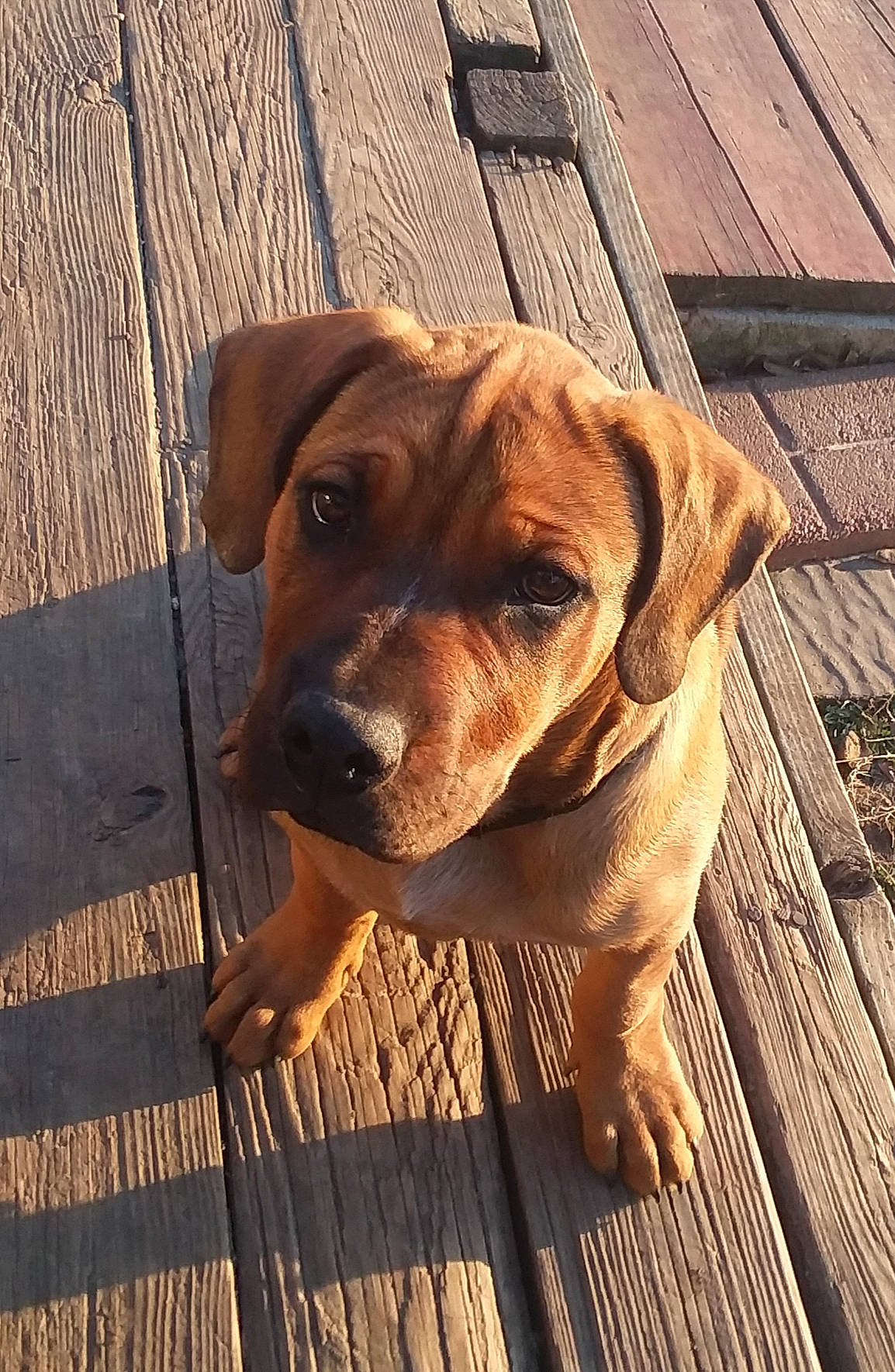 Romeo joined the competition — help win amazing prizes! carnivore, companion_dog, dog, dog_breed, dog_collar, fawn, floor, flooring, gun_dog, hardwood, liver, plank, plant, snout, sporting_group, tail, whiskers, wood, wood_stain, working_animal