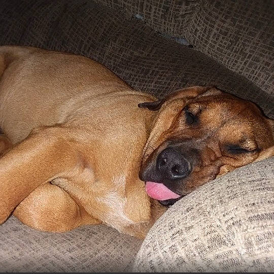 Romeo joined the competition — help win amazing prizes! canidae, carnivore, chest, comfort, companion_dog, dog, dog_breed, dog_supply, fawn, fur, guard_dog, liver, nap, non_sporting_group, paw, snout, sporting_group, terrestrial_animal, whiskers, wrinkle