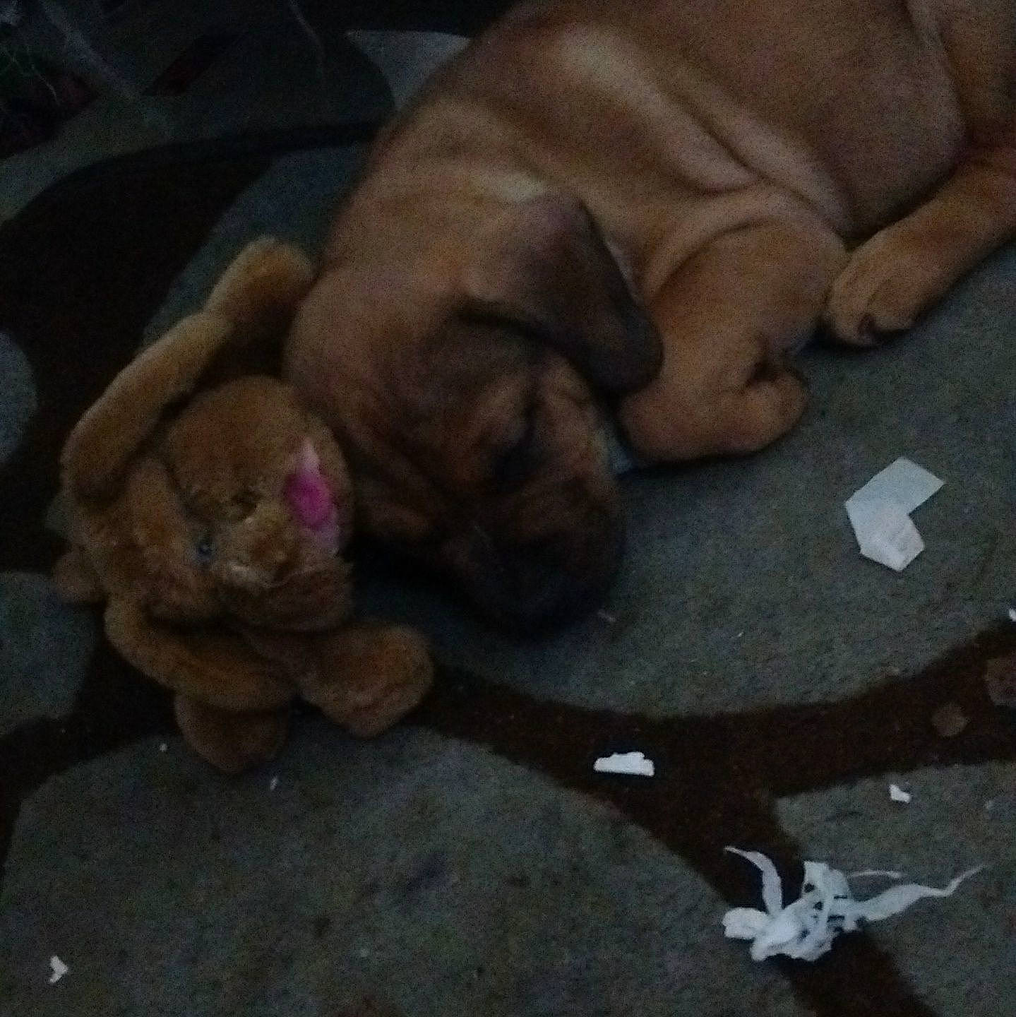 Romeo joined the competition — help win amazing prizes! boxer, canidae, carnivore, dog, dog_breed, dogue_de_bordeaux, fawn, guard_dog, non_sporting_group, puppy, shar_pei, sporting_group, vizsla