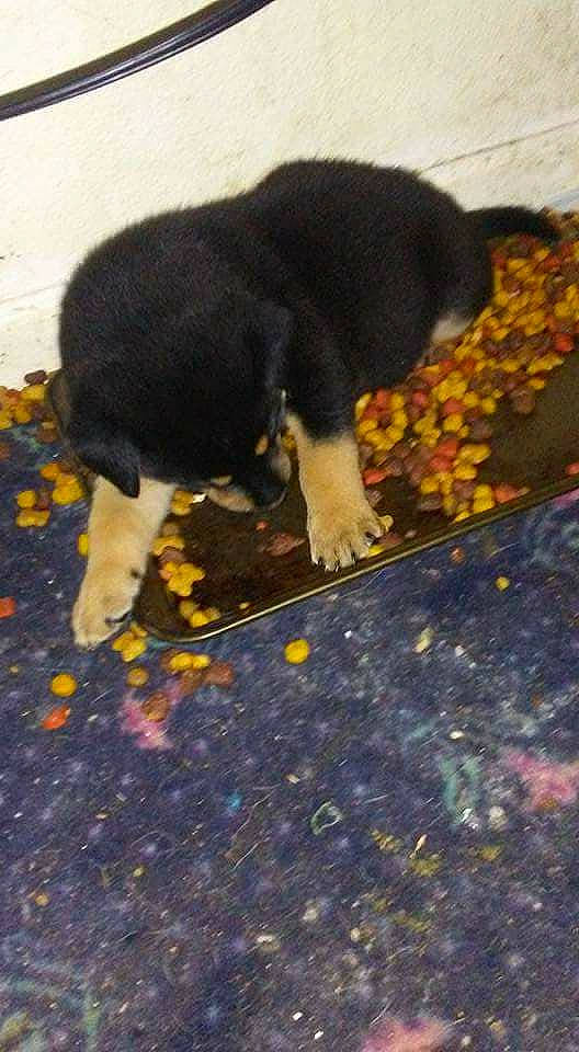 Duke joined the competition — help win amazing prizes! canidae, carnivore, dog, dog_breed, guard_dog, puppy, sporting_group, tail