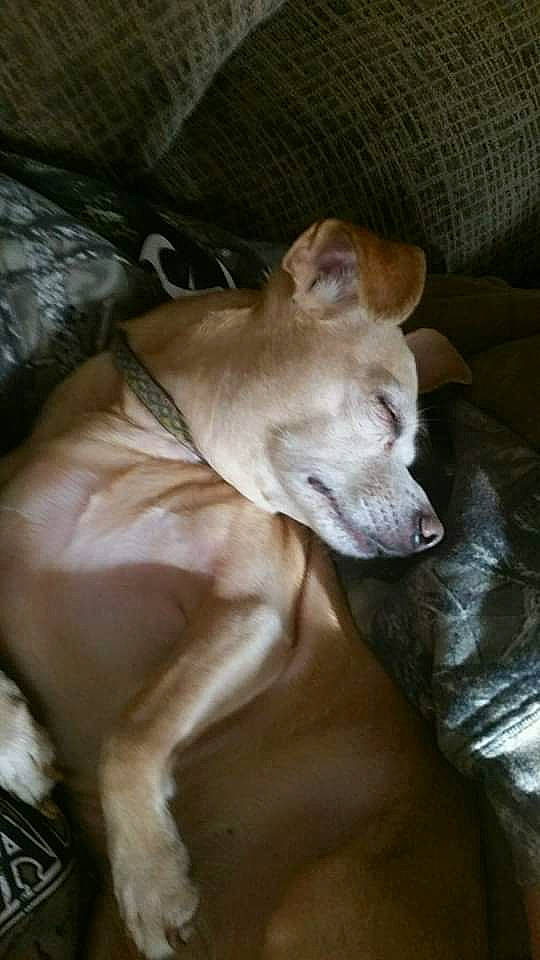 Peanut joined the competition — help win amazing prizes! american_hairless_terrier, canidae, carnivore, companion_dog, dog, dog_breed, fawn, lurcher, mammal, vertebrate, whippet