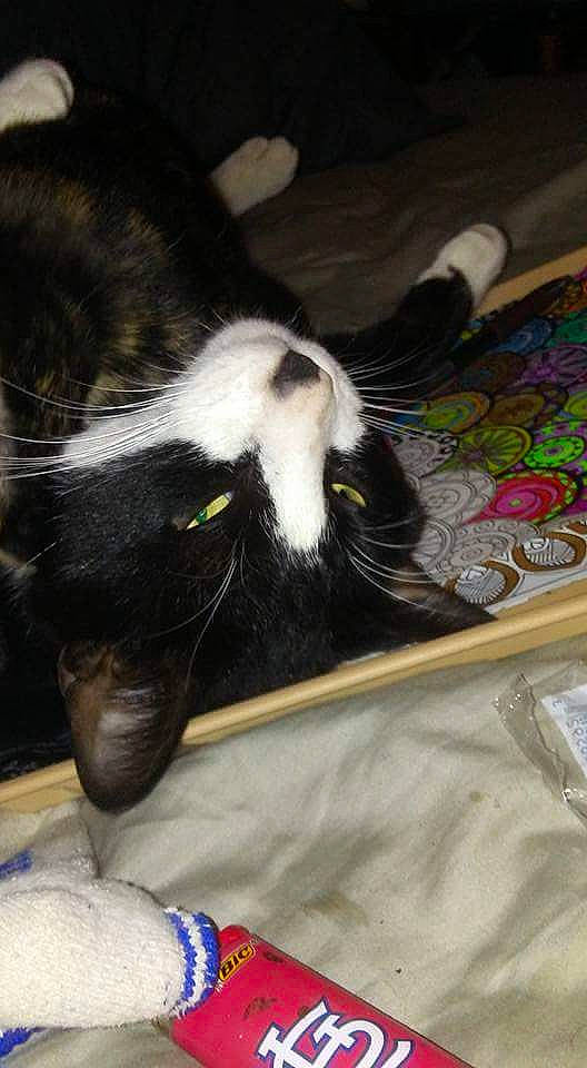 Sylvester joined the competition — help win amazing prizes! carnivore, cat, claw, comfort, companion_dog, dog_breed, domestic_short_haired_cat, felidae, flooring, foot, fur, human_leg, lap, linens, paw, small_to_medium_sized_cats, tail, thigh, whiskers, working_animal