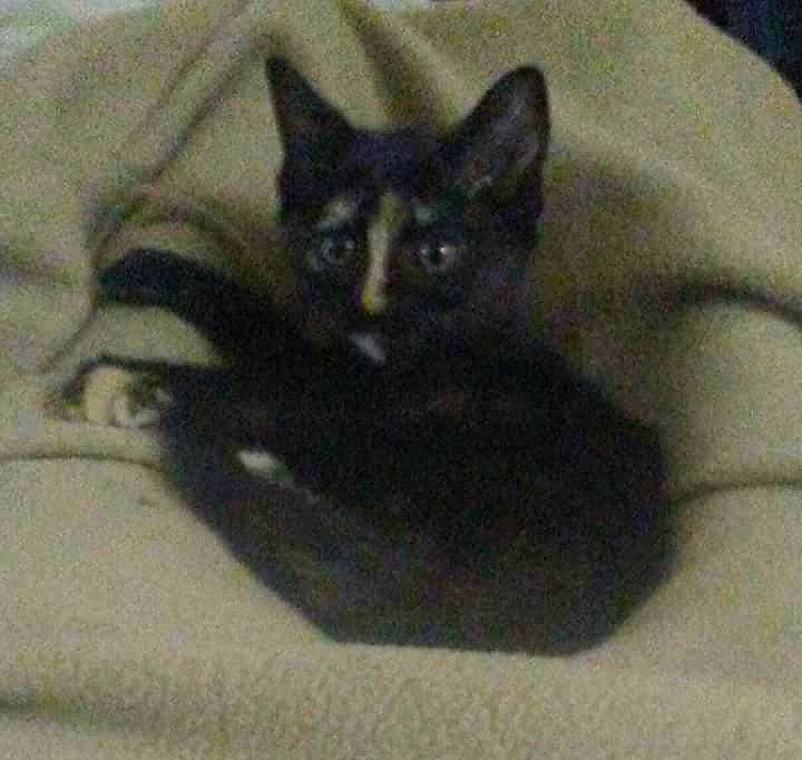 Tweetie joined the competition — help win amazing prizes! black_cat, bombay, carnivore, cat, cat_bed, cat_furniture, cat_supply, claw, comfort, domestic_short_haired_cat, eye, felidae, fur, grey, havana_brown, small_to_medium_sized_cats, snout, tail, terrestrial_animal, whiskers