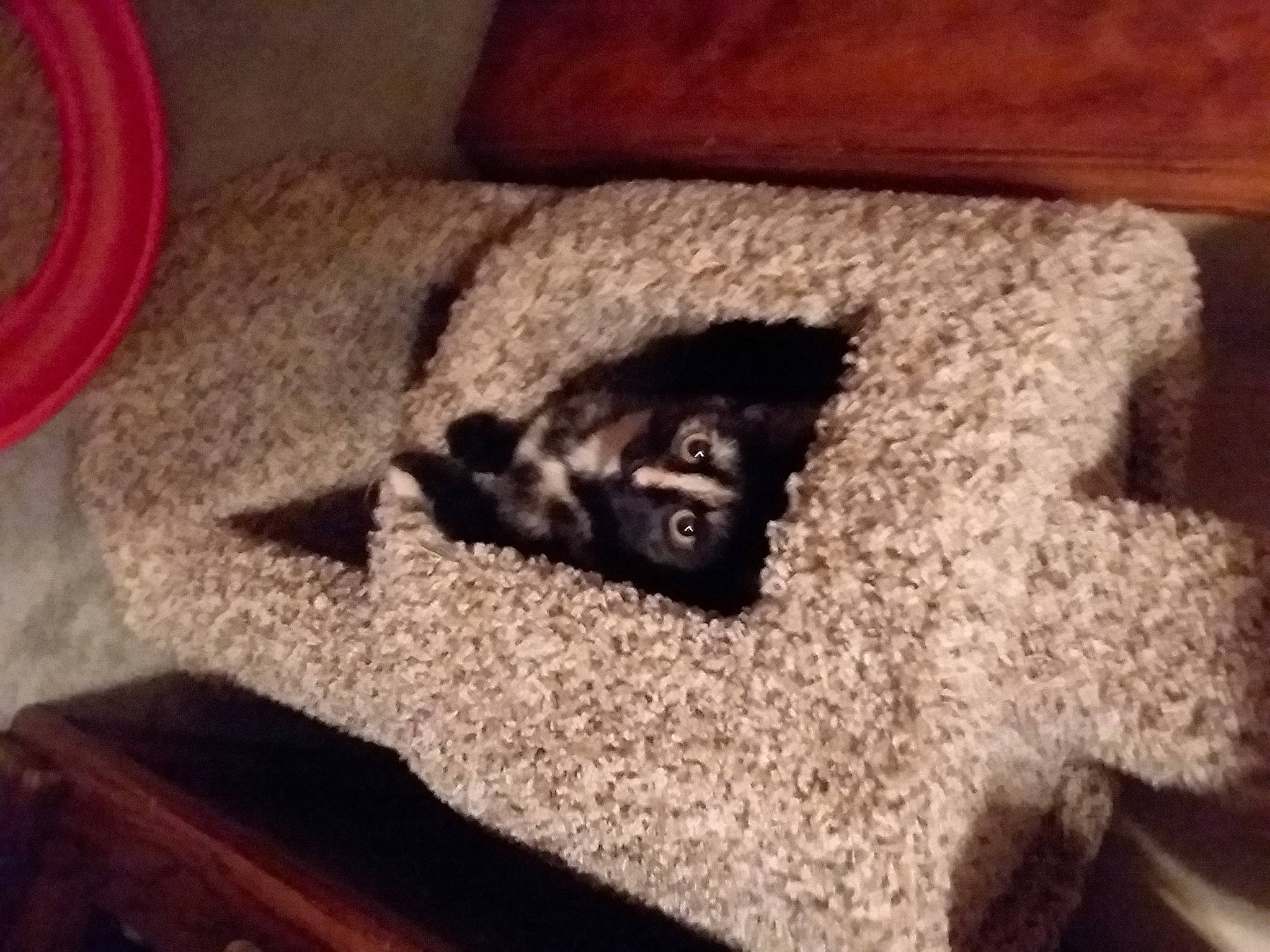 Tweetie joined the competition — help win amazing prizes! carnivore, cloud, comfort, companion_dog, couch, dog, dog_breed, fawn, felidae, floor, flooring, furniture, grey, hardwood, small_to_medium_sized_cats, snout, toy_dog, whiskers, wood, working_animal