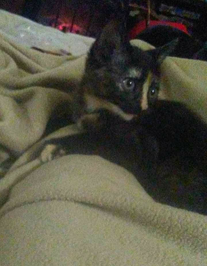 Tweetie is registered to the contest to win money with this photo: canidae, carnivore, dog, dog_breed, mammal