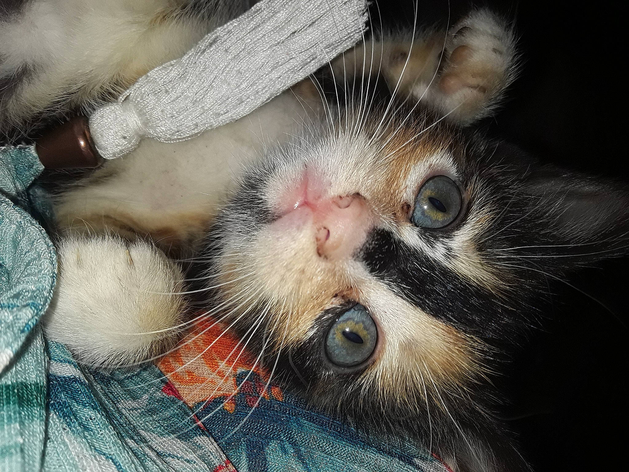 Poppet is registered to the contest to win money with this photo: carnivore, cat, claw, domestic_short_haired_cat, felidae, fur, nose, paw, small_to_medium_sized_cats, snout, whiskers