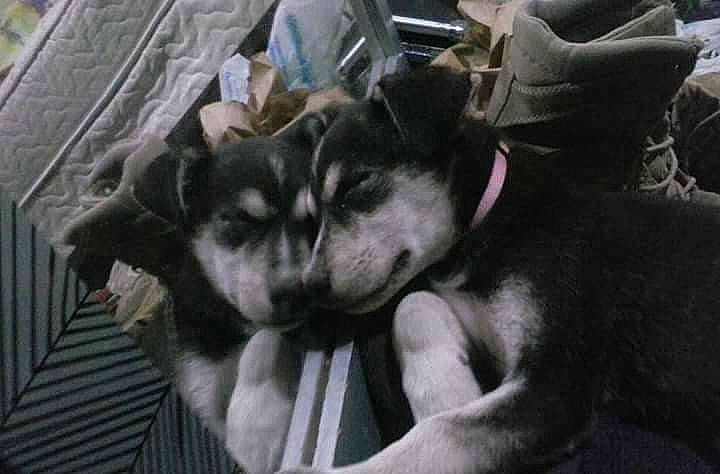 Omega joined the competition — help win amazing prizes! alaskan_klee_kai, alaskan_malamute, canidae, canis, carnivore, dog, dog_breed, mammal, miniature_siberian_husky, northern_inuit_dog, puppy, rare_breed_dog, sakhalin_husky, siberian_husky, sled_dog, snout, sporting_group, vertebrate, wolfdog, working_dog